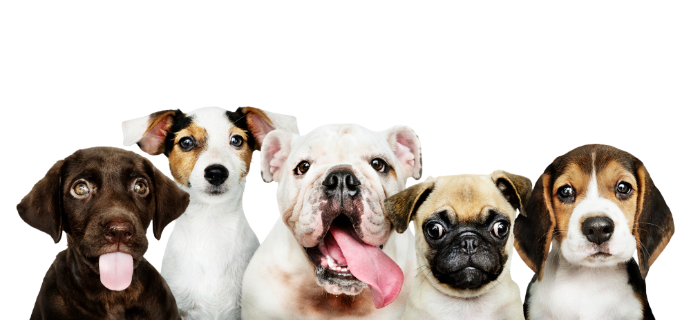 siam pet product dogs cover photo