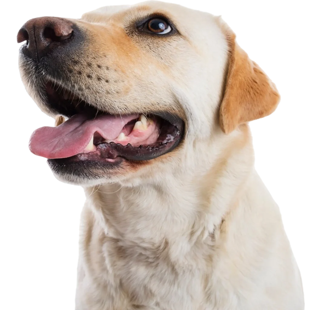 labrador-retriever
